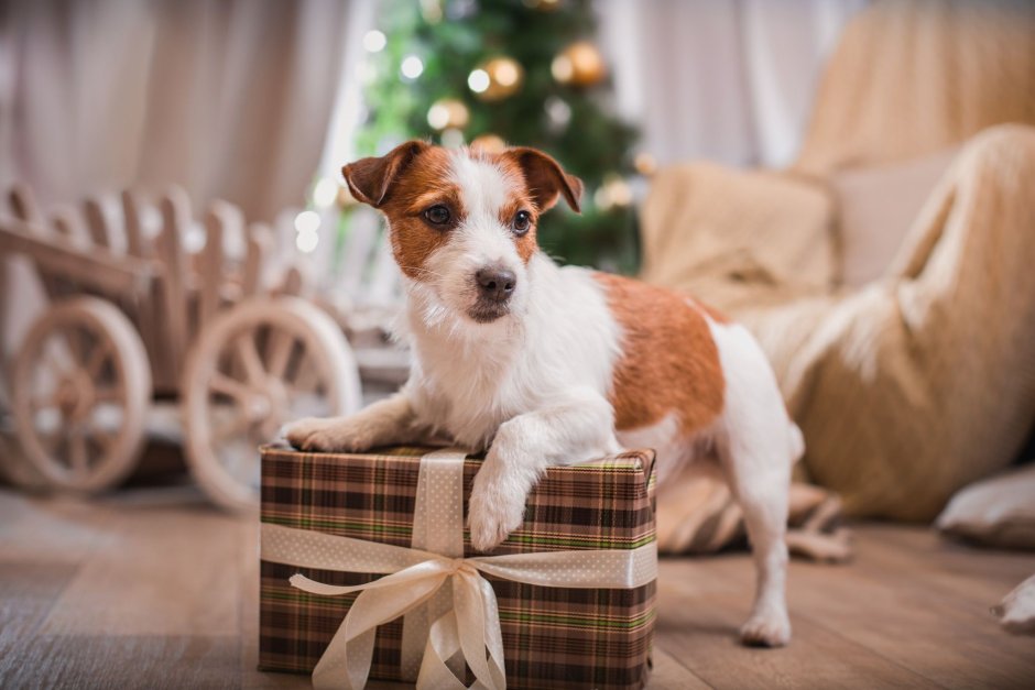 Новый год собака Джек Рассел терьер