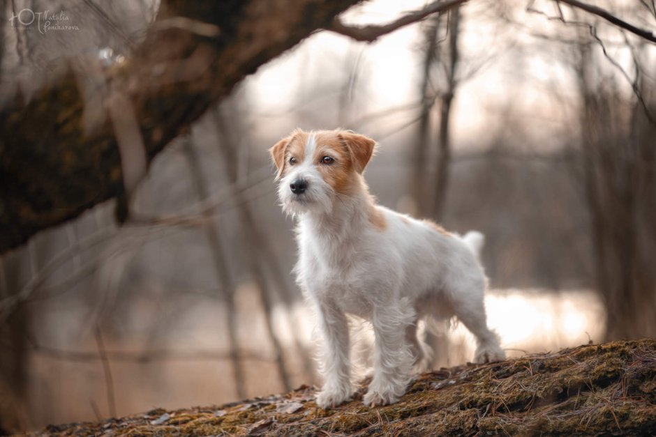 Джек Рассел длинношерстный