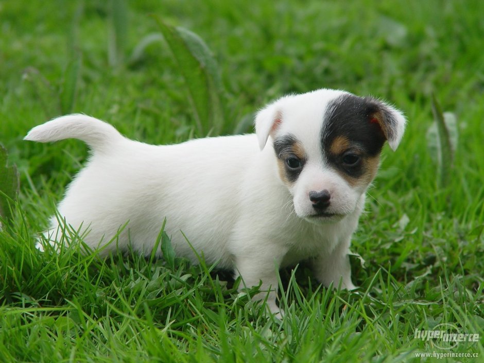 Джек-Рассел-терьер длинношерстный