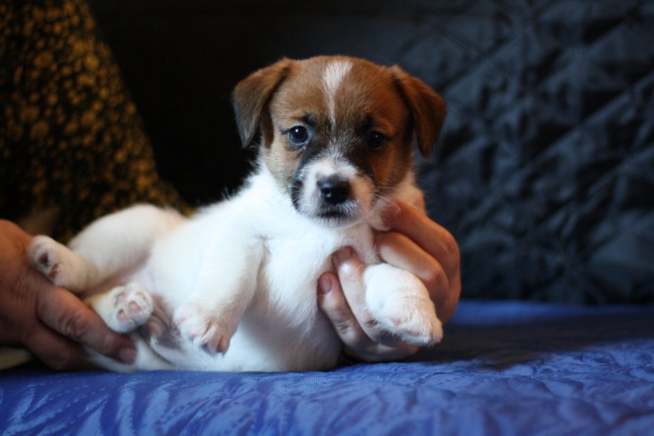 Собака Джек Рассел терьер длинношерстный