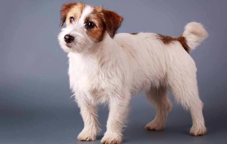 Джек-Рассел-терьер жесткошерстный