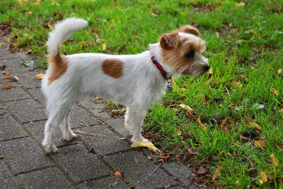 Джек-Рассел-терьер жесткошерстный щенок