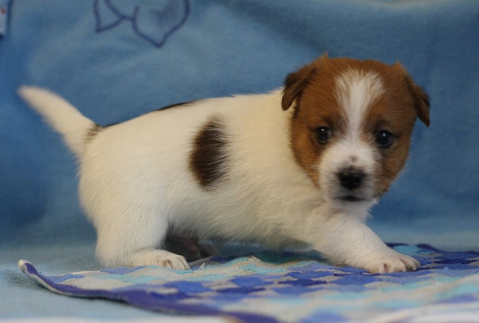 Рассел терьер жесткошерстный