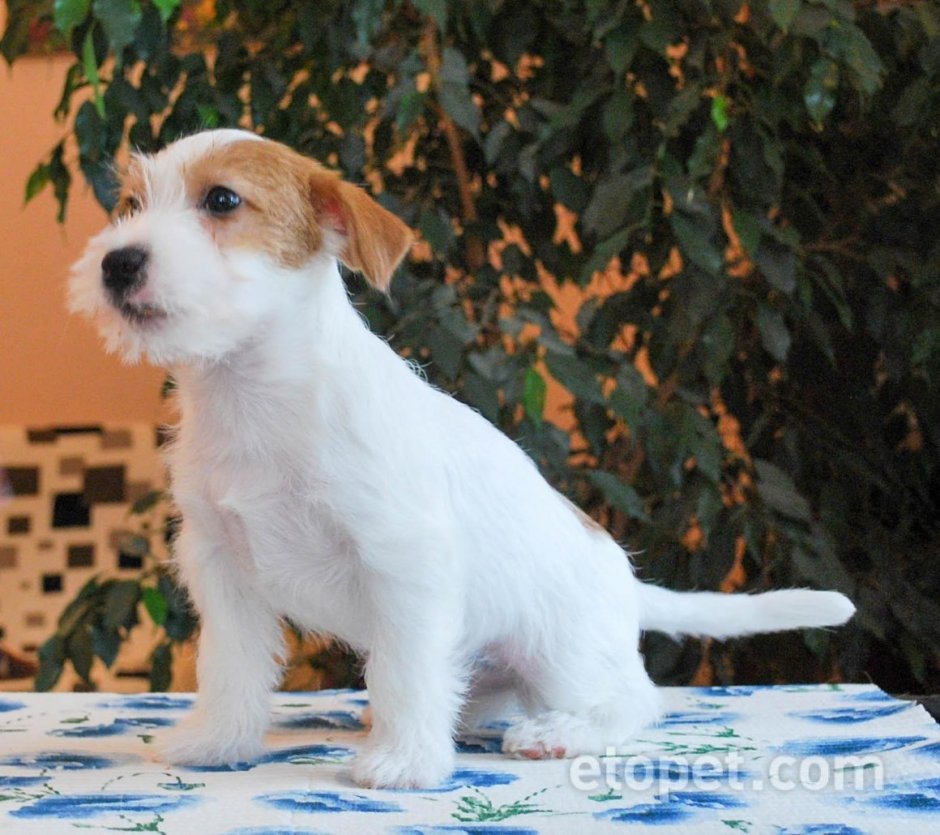 Жесткошерстный Рассел Рассел терьер