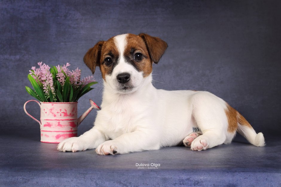 Джек-Рассел-терьер жесткошерстный