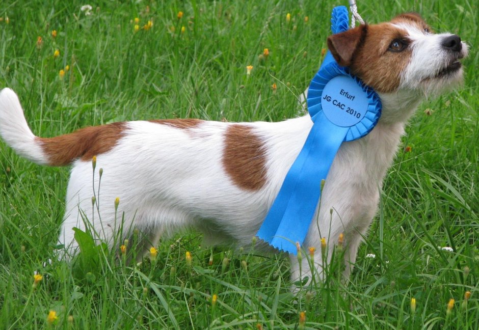 Джек Рассел длинношерстный