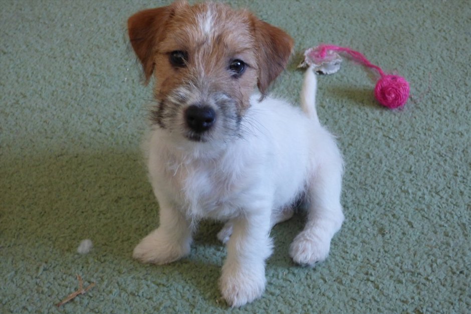 Джек Рассел длинношерстный щенки