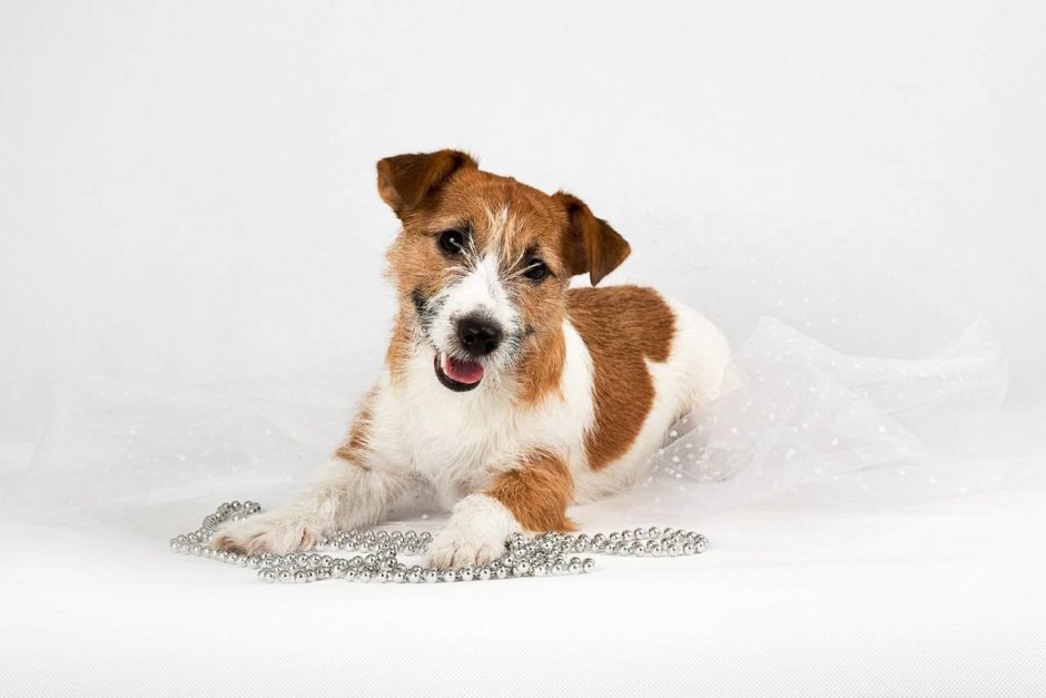 Джек Рассел жесткошерстный нетримингованный