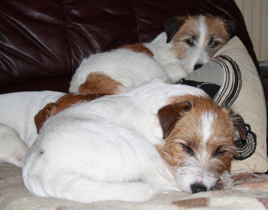 Джек Рассел длинношерстный