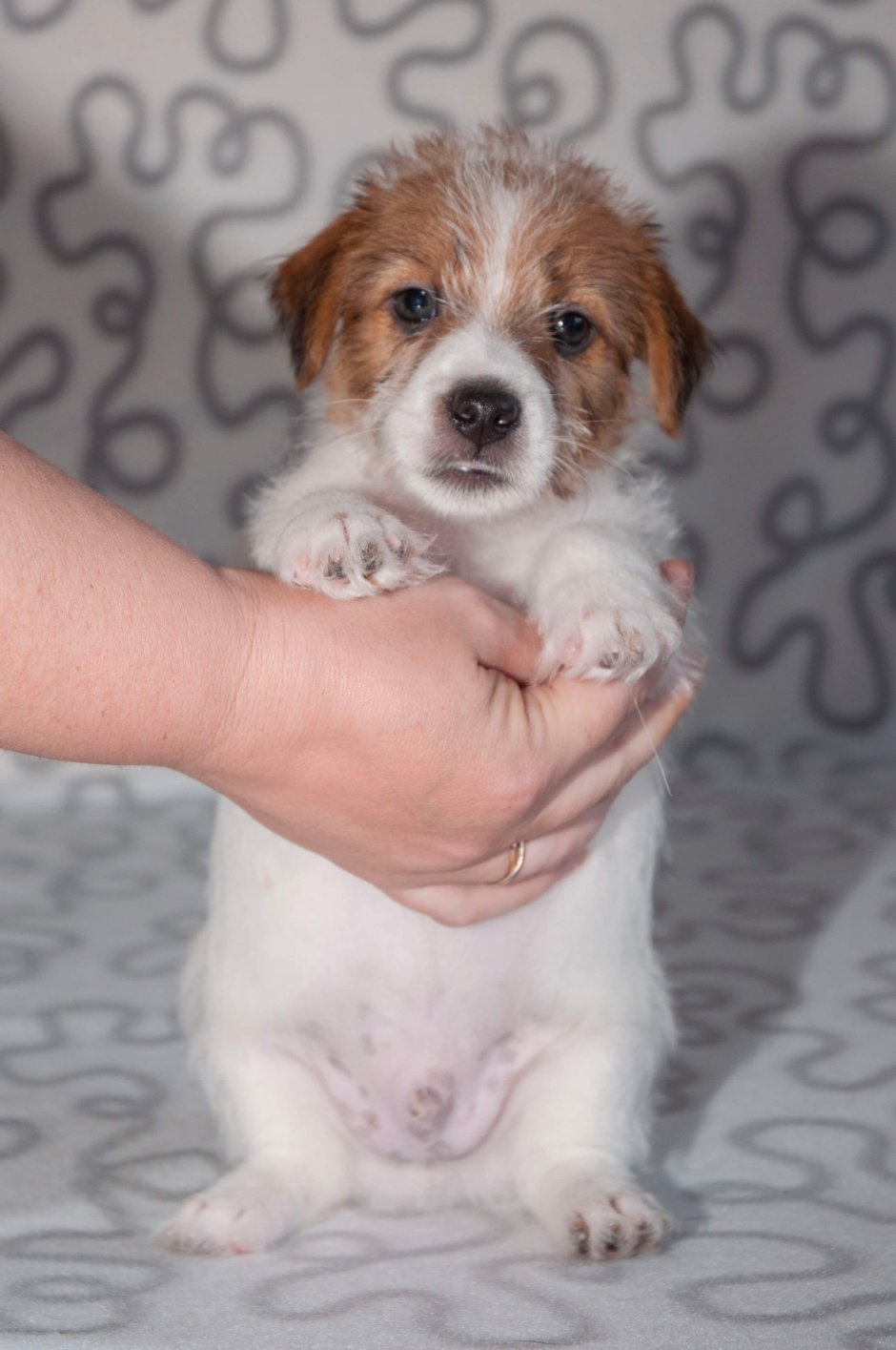 Джек-Рассел-терьер длинношерстный