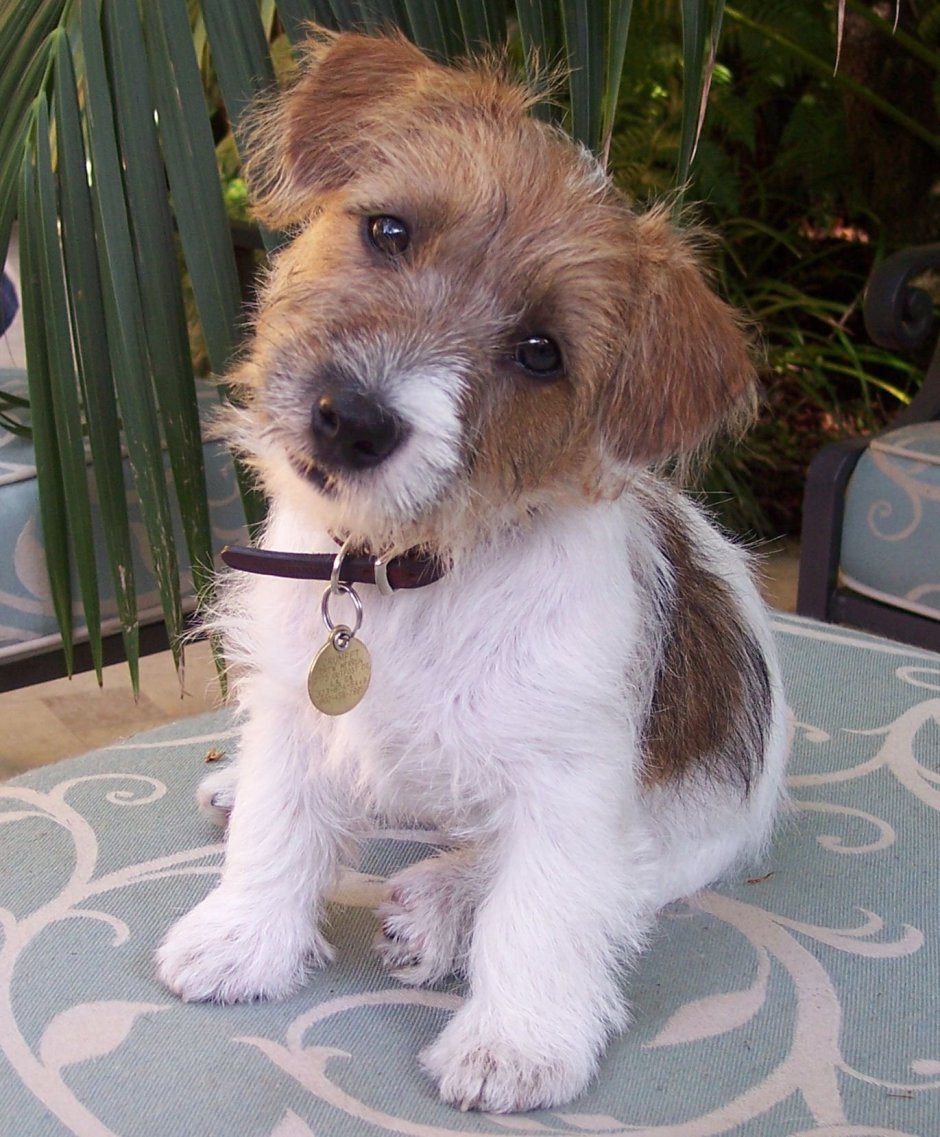 Джек Рассел Брокен