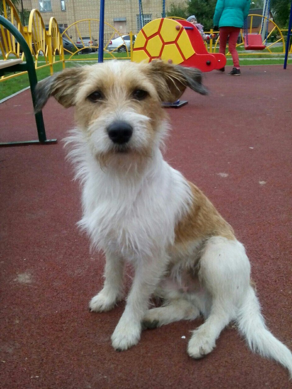 Собака Джек Рассел и кега