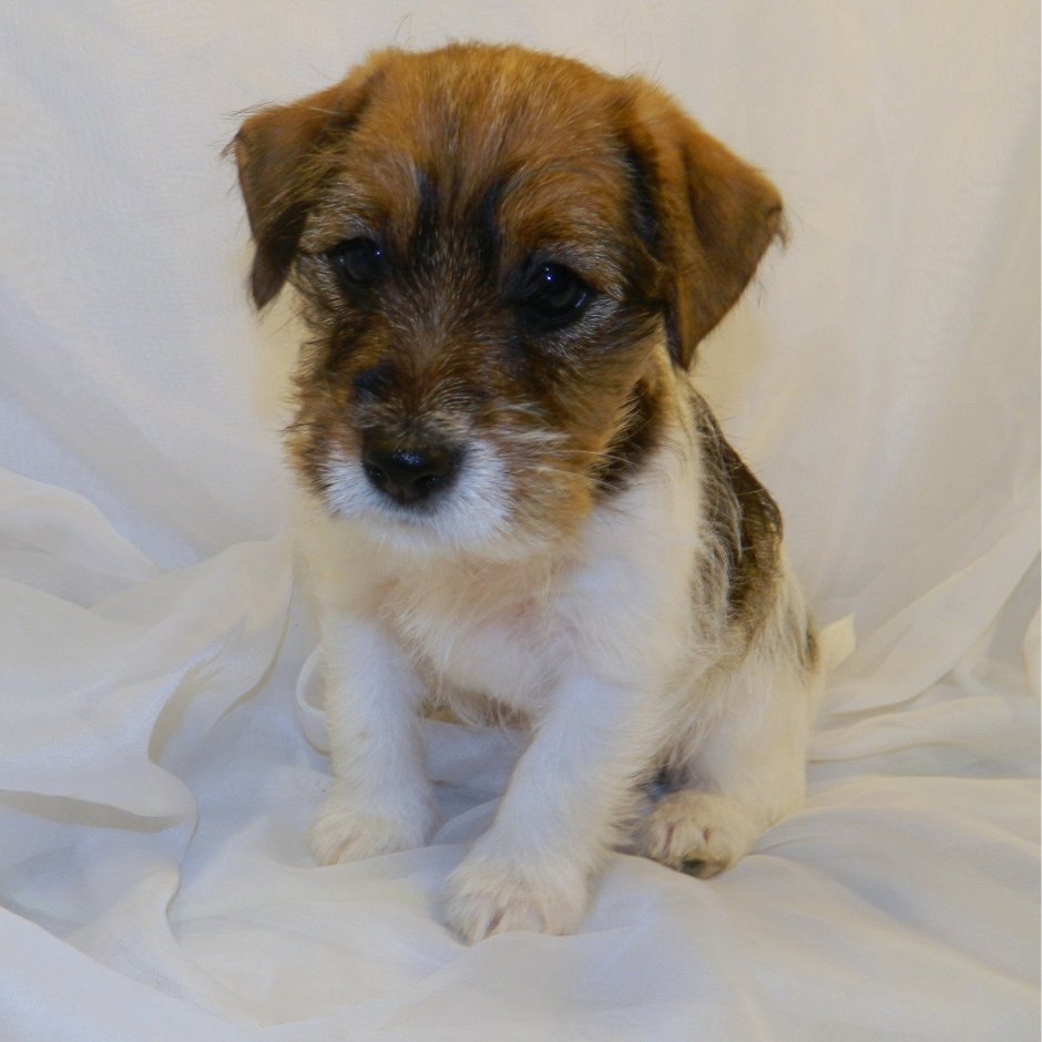 Щенки Джек Рассел терьера 2 мес