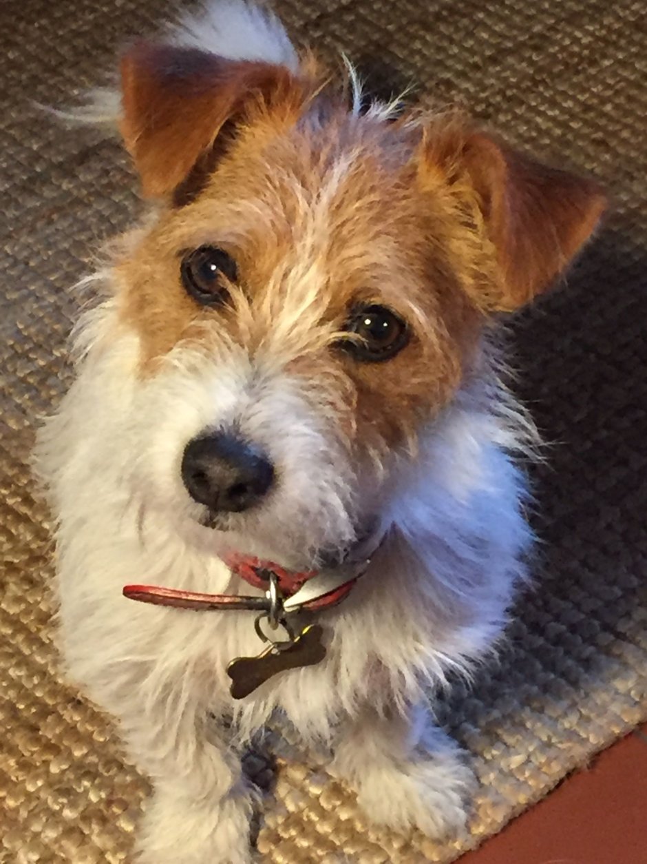 Джек Рассел длинношерстный