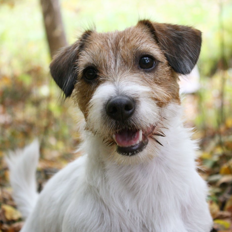 Джек-Рассел-терьер длинношерстный