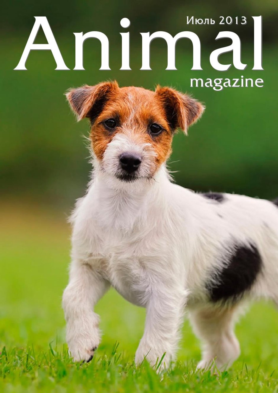 Джек Рассел Брокен