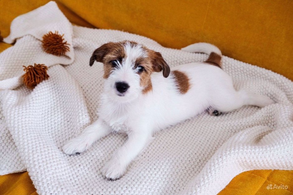 Джек Рассел жесткошерстный