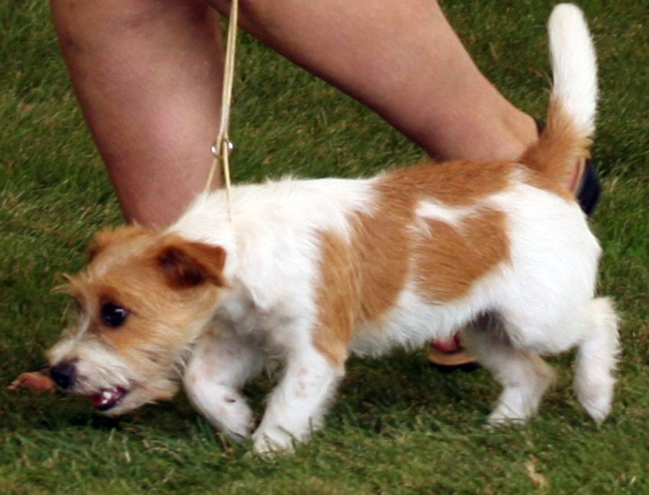 Джек Рассел терьер жесткошерстный коричневый