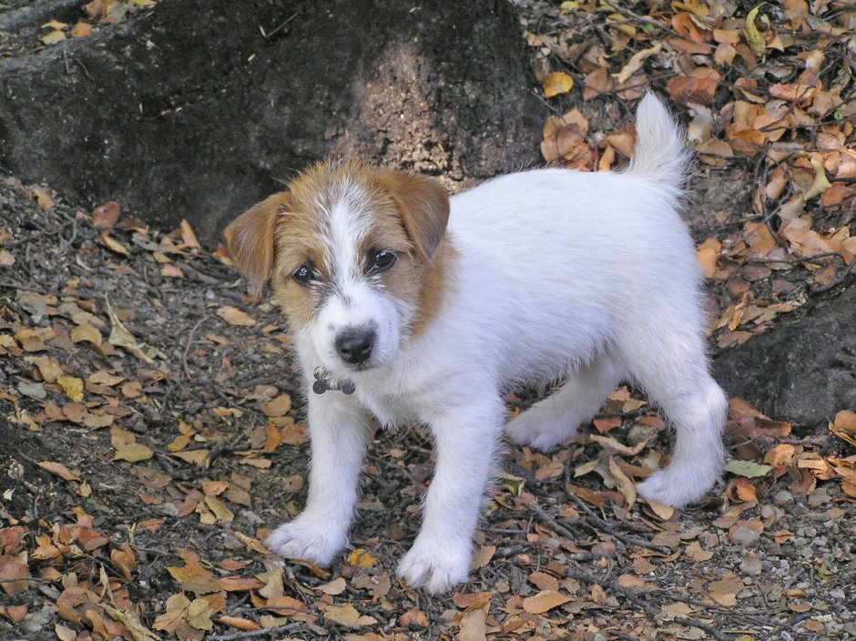 Джек Рассел волосами с длинными