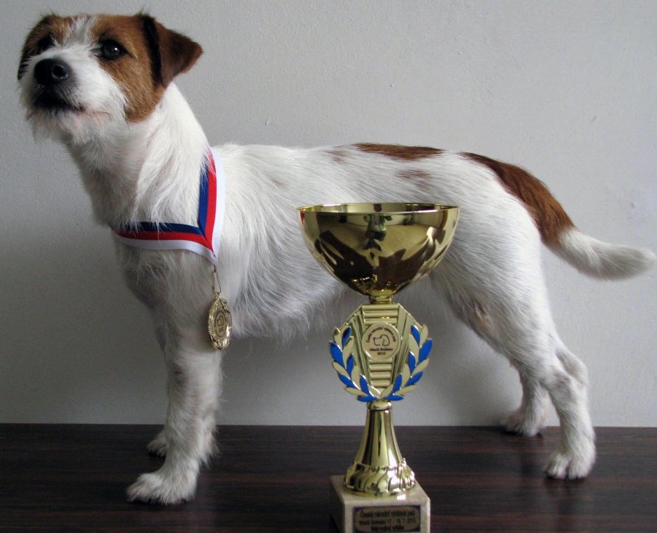 Джек-Рассел-терьер жесткошерстный