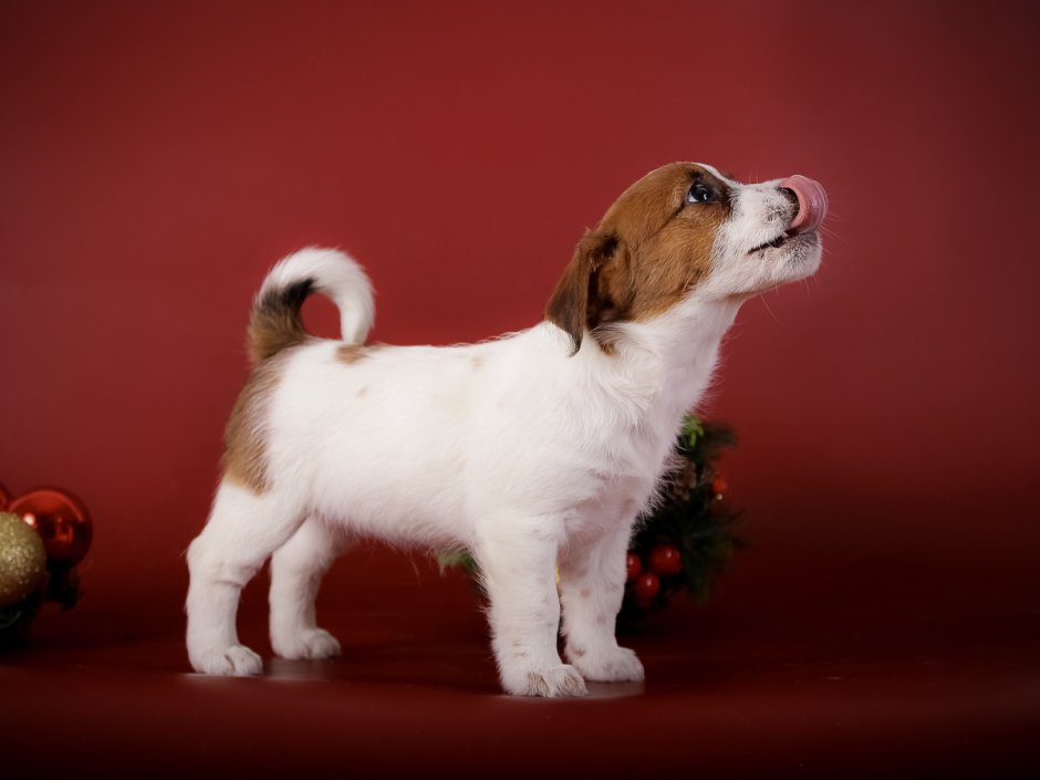 Джек Рассел жесткошерстный