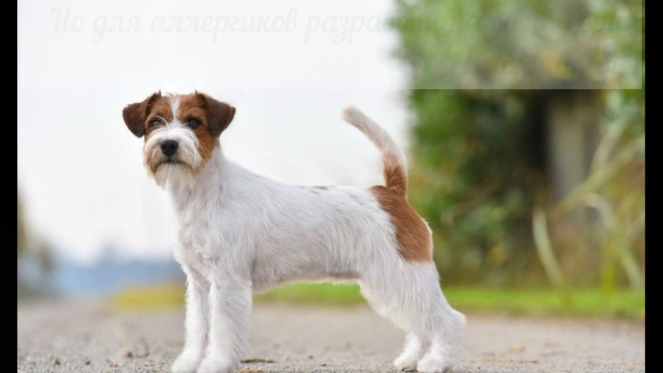 Джек рассел терьер длинношерстный