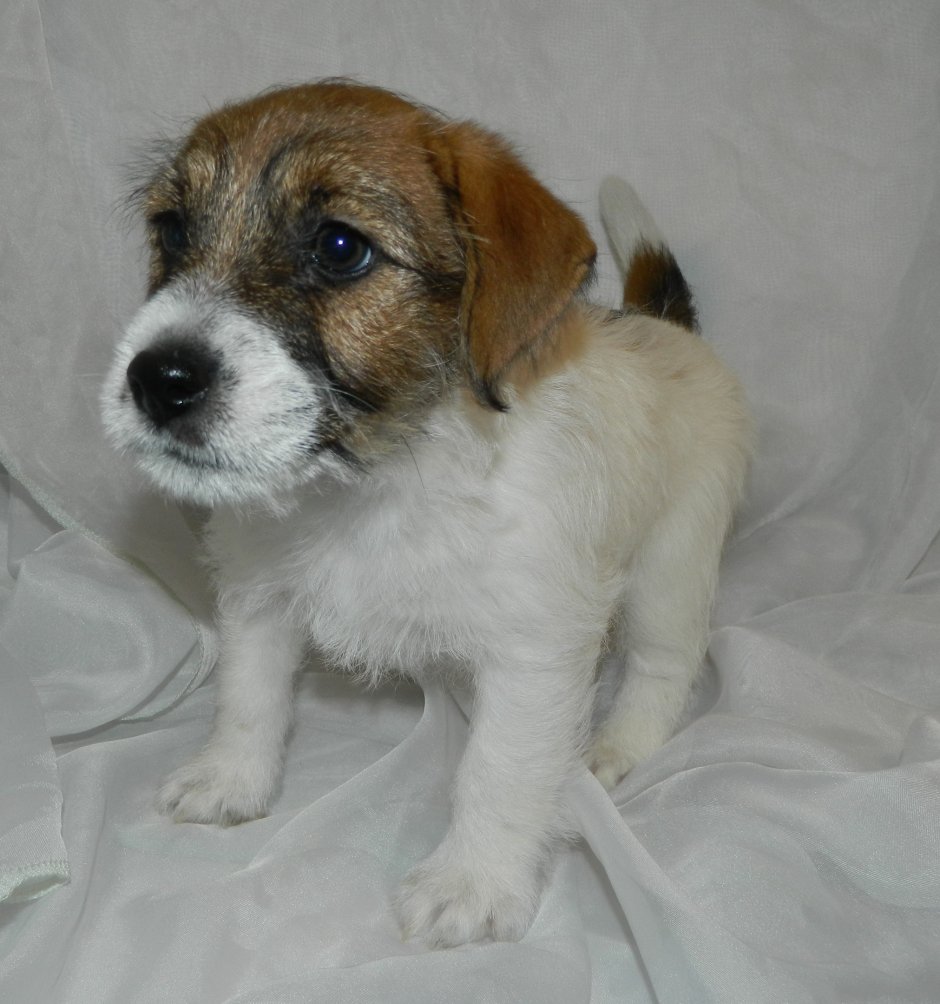 Парсон Рассел терьер Брокен