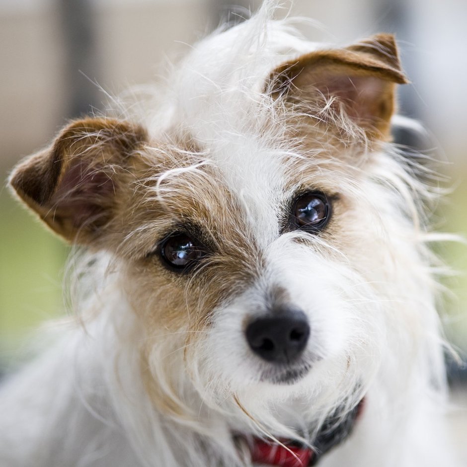 Джек Рассел Патерсон