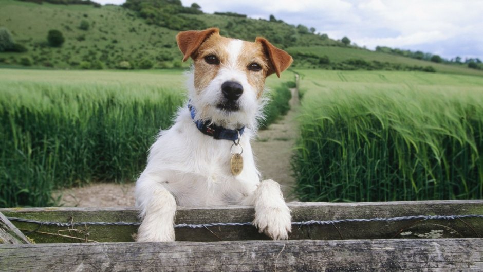 Джек Рассел порода мохнатые