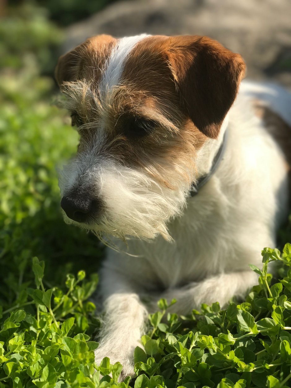 Джек-Рассел-терьер щенок