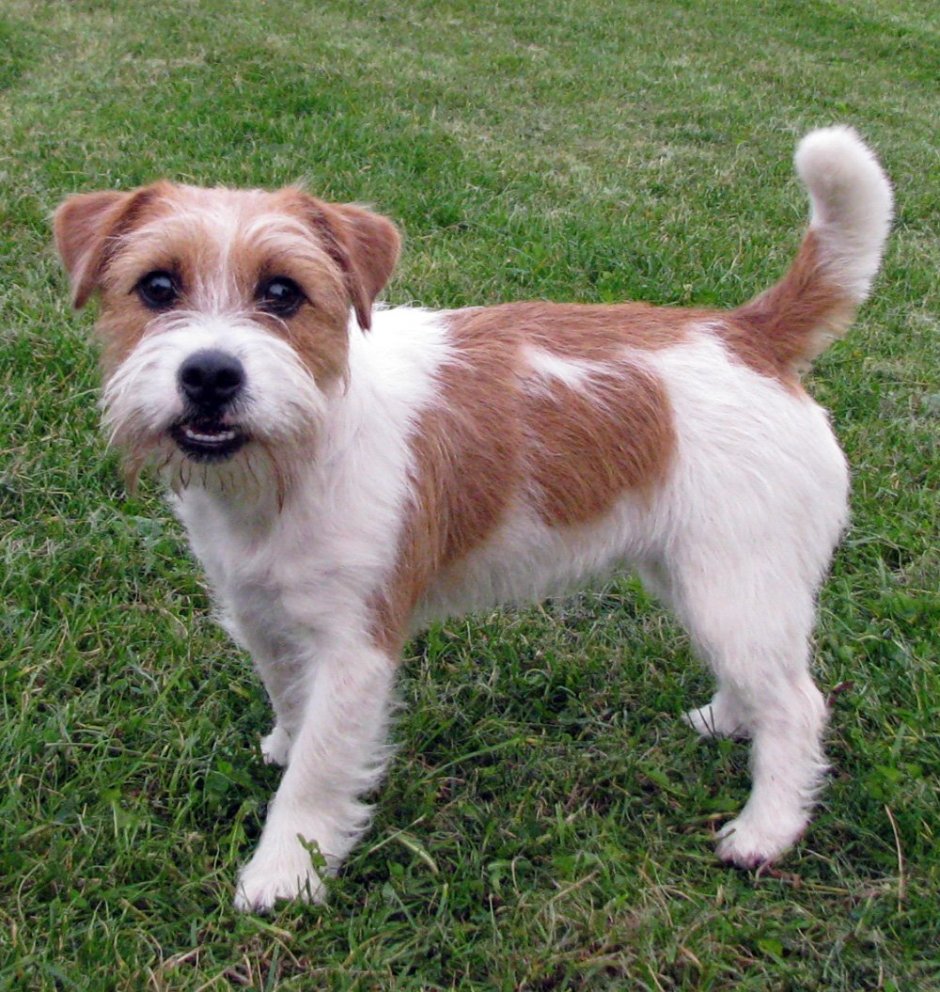 Кромфорлендер длинношерстный