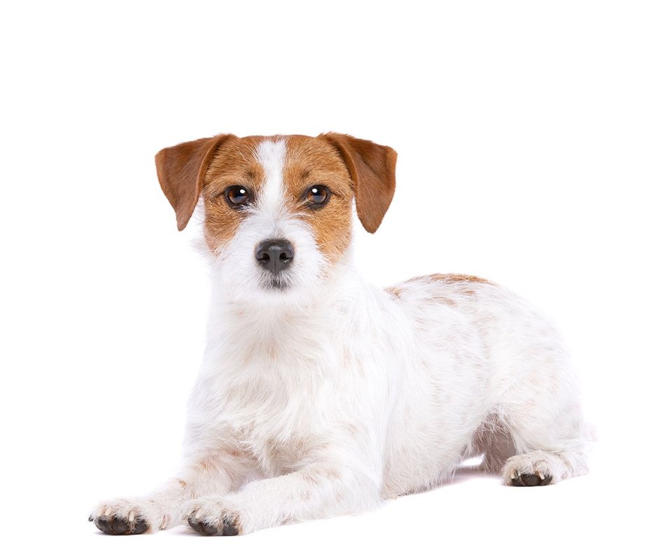 Парсон-Рассел-терьер щенки