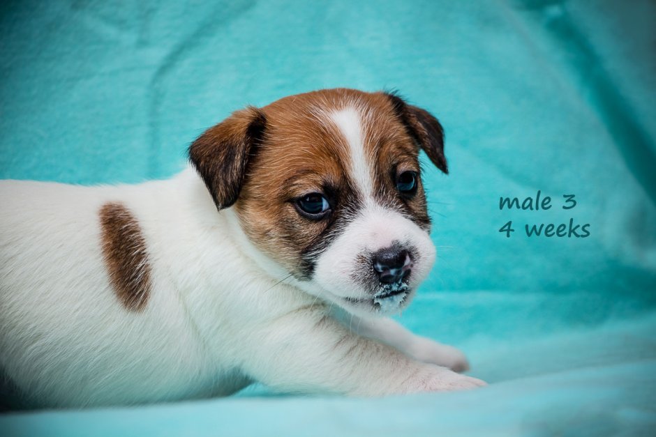 Щенки Джек Рассел Новорожденные