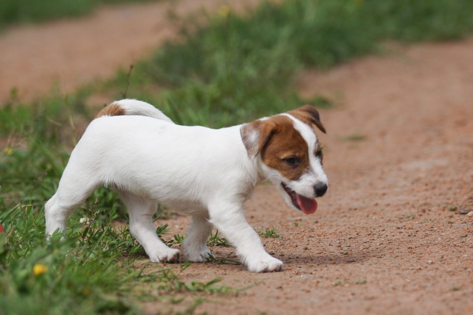 Джек Рассел же ткошер тный