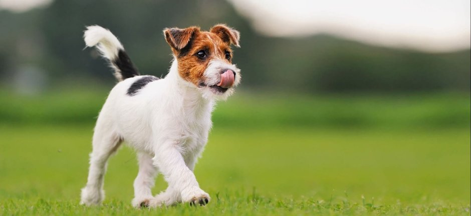 Джек Рассел щенок 1 месяц