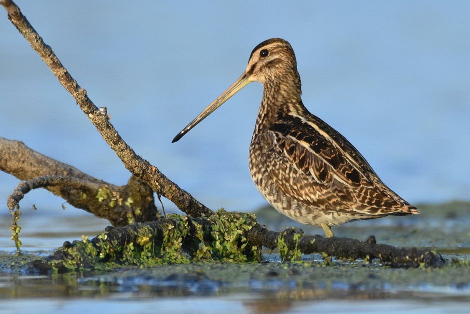Кулик Бекас (Gallinago Gallinago)