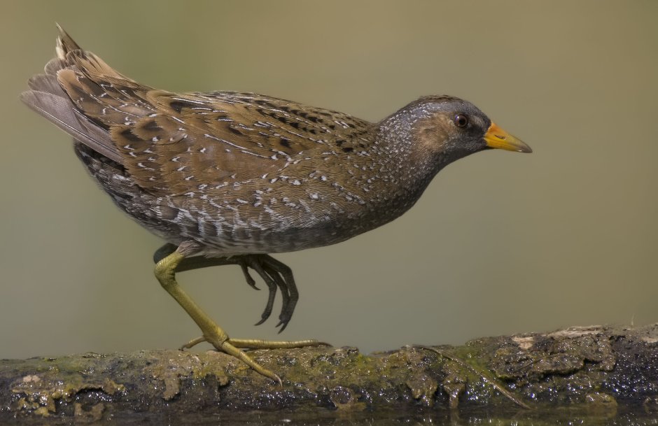 Porzana Porzana