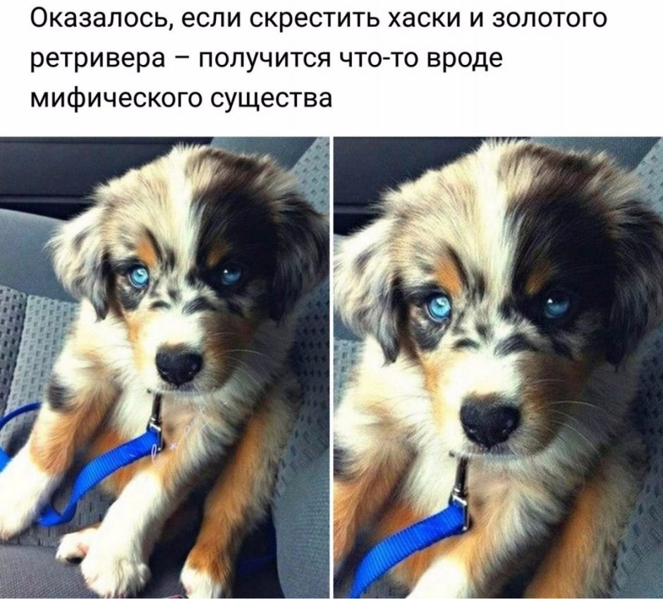 Метис золотистого ретривера