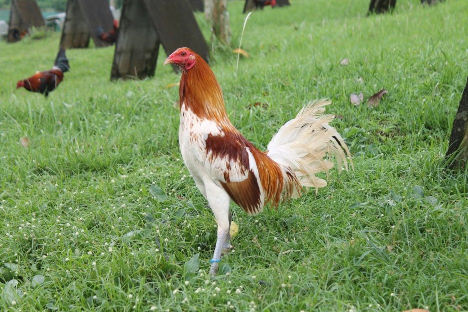Калифорнийский петух