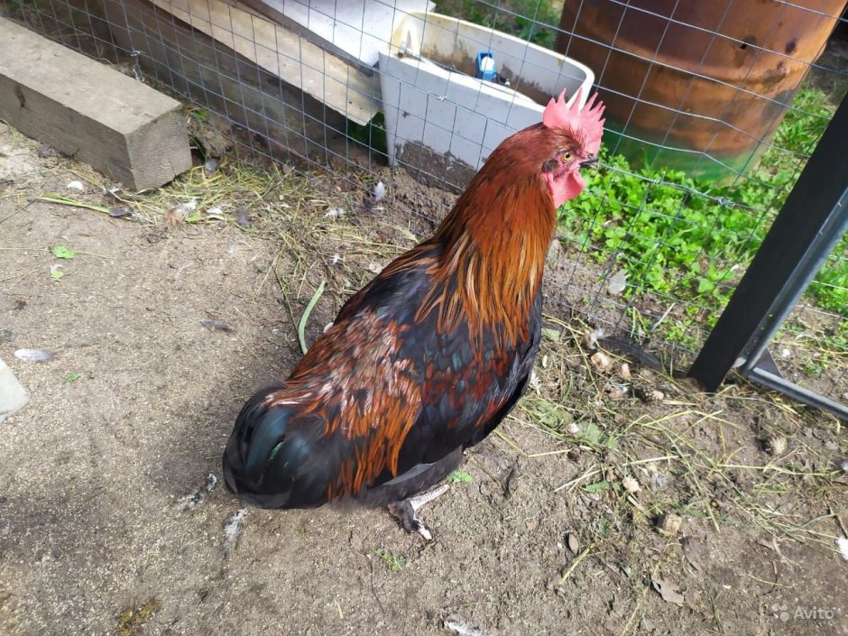Калифорнийский петух Гризли
