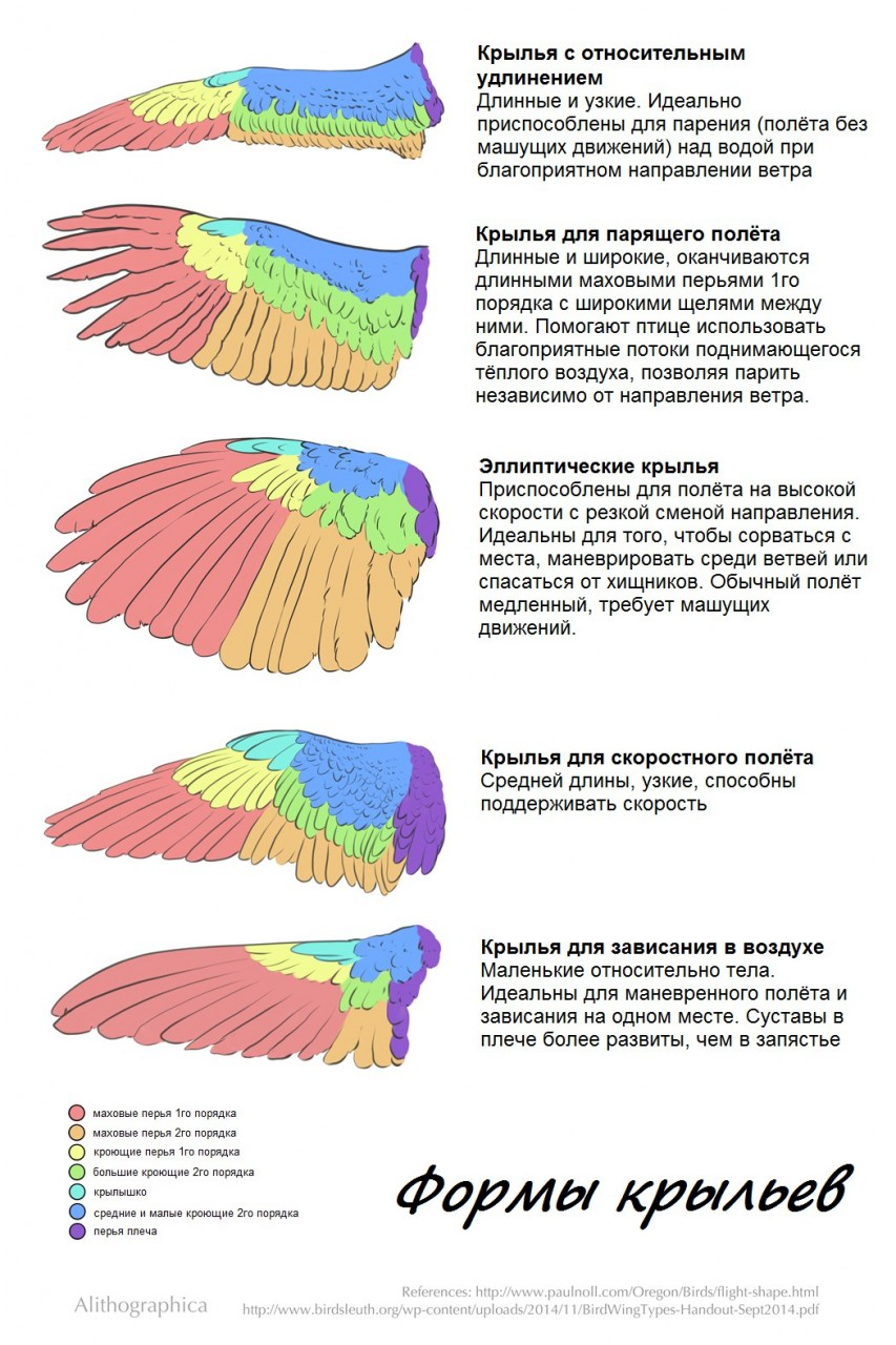 Разновидности крыльев