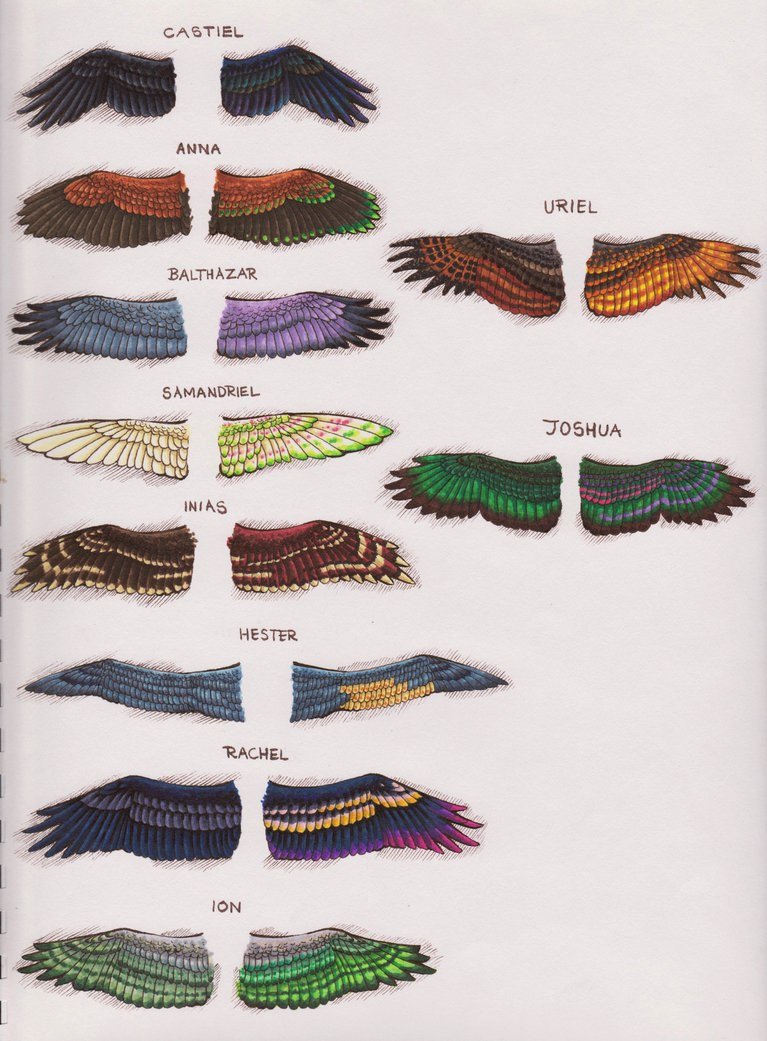 Крылья в цвет