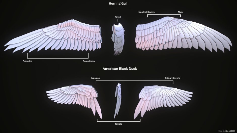 Крыло птицы анатомия