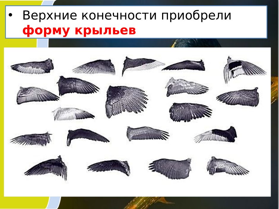 Форма крыла птицы