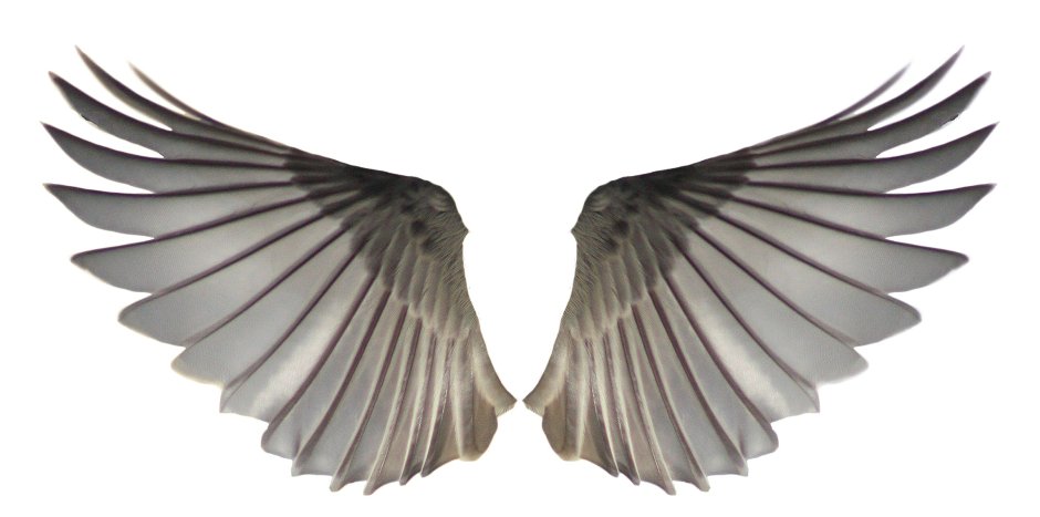 Крыло птицы