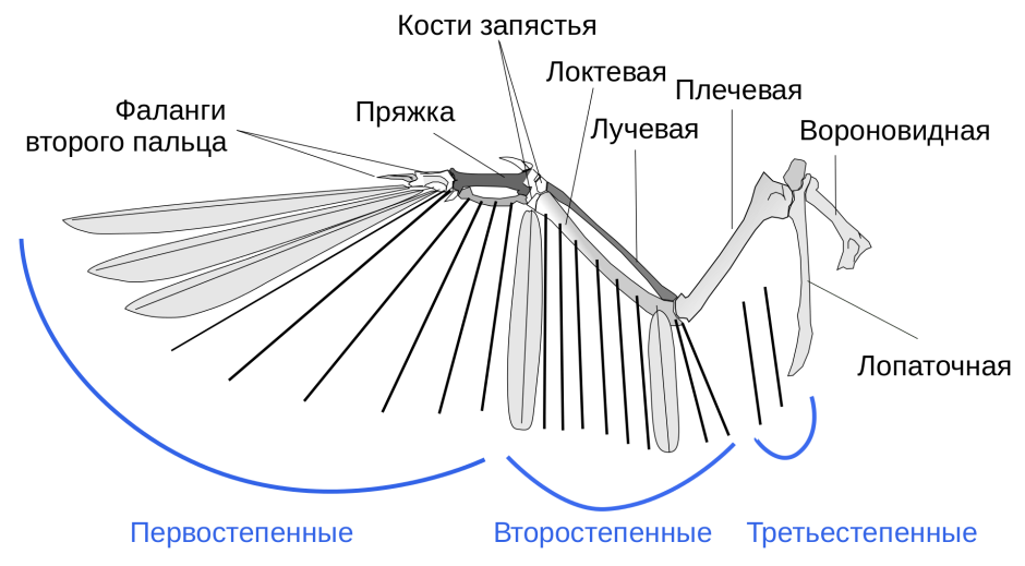 Строение крыла птицы скелет