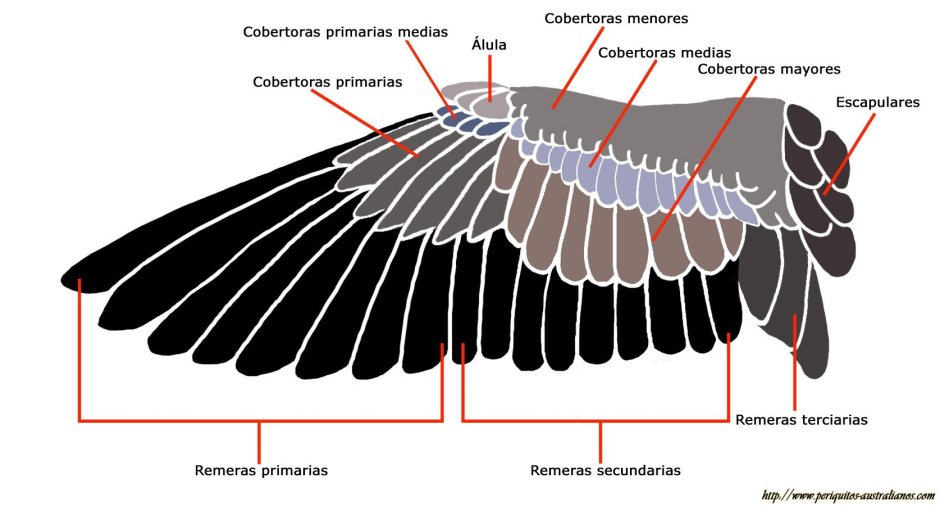 Анатомия птичьего крыла