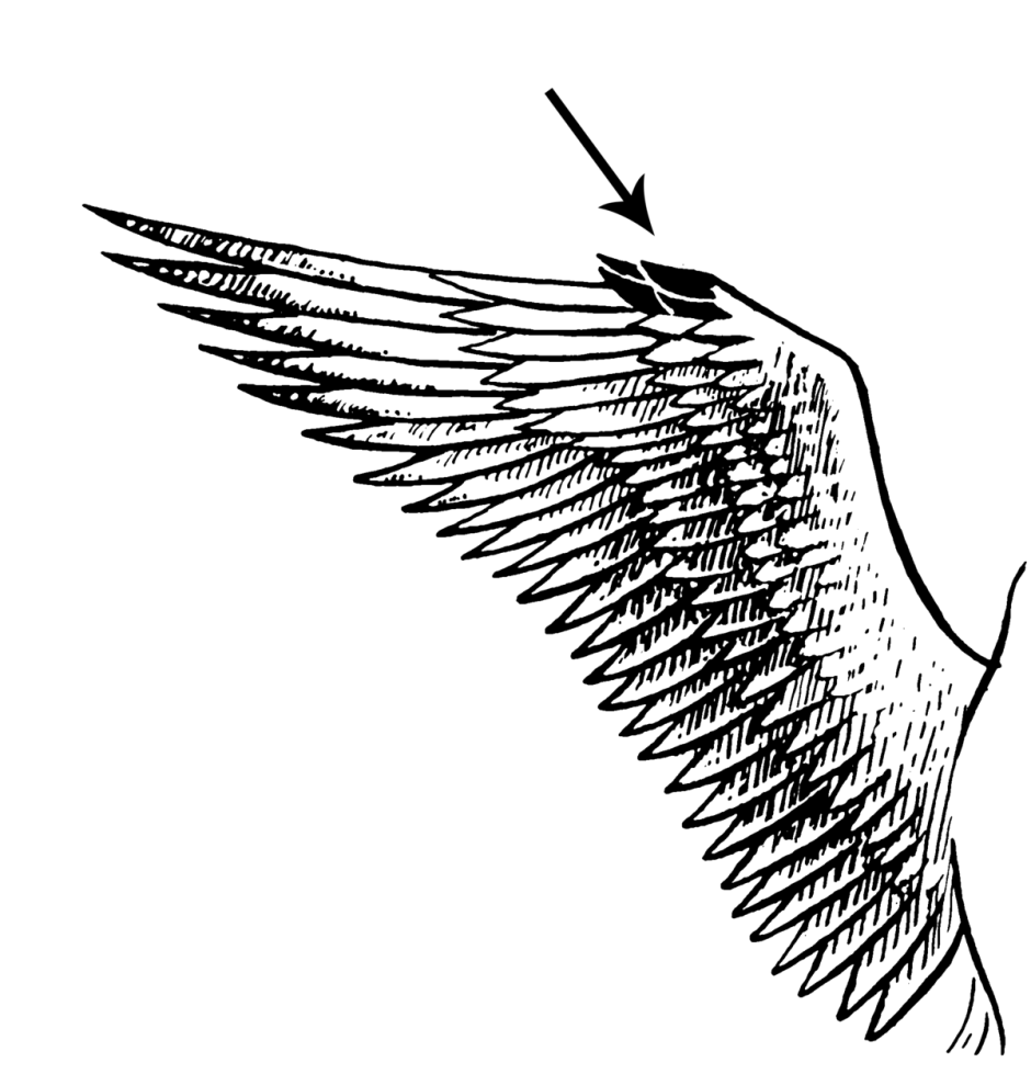 Крылышко у птиц