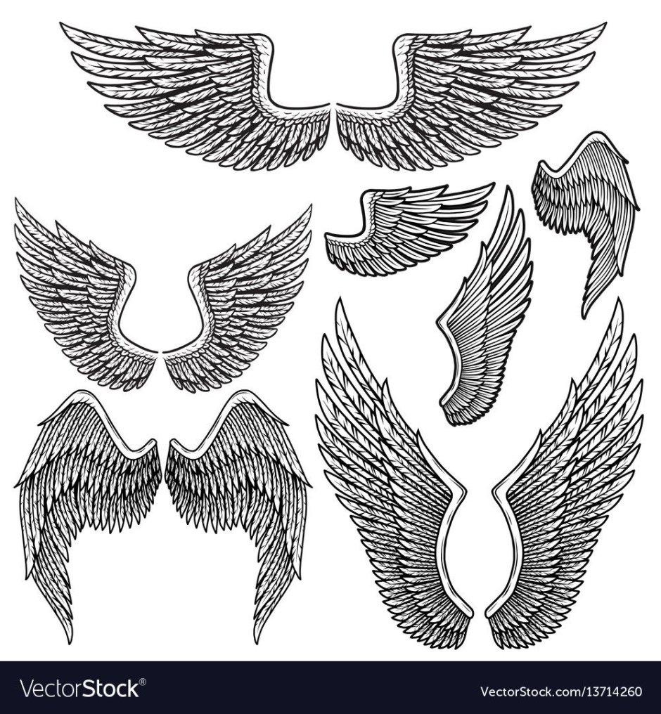 Формы птичьих крыльев