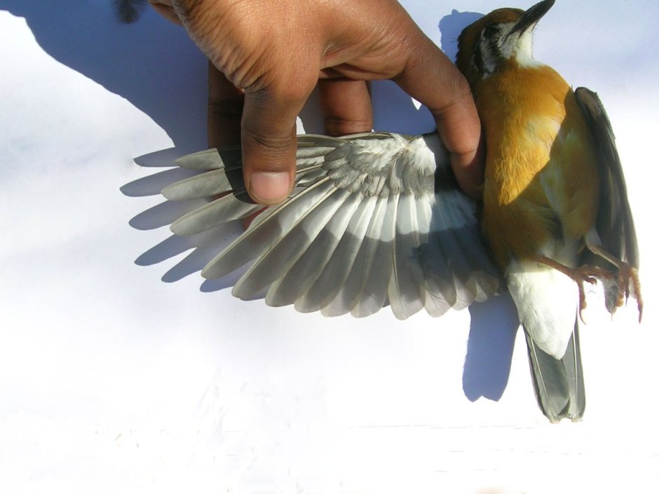 Крыло птицы строение